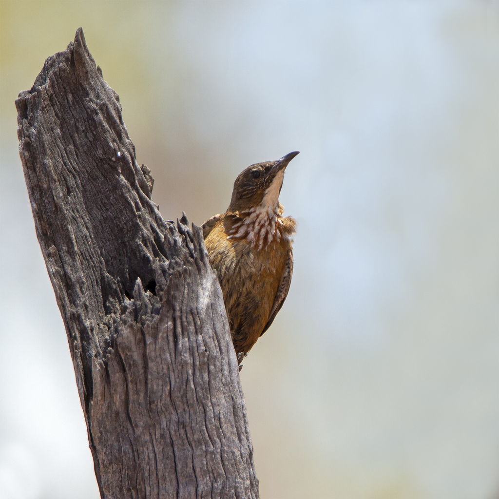 Black-tailed Treecreeper photo