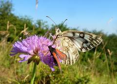 Melanargia russiae