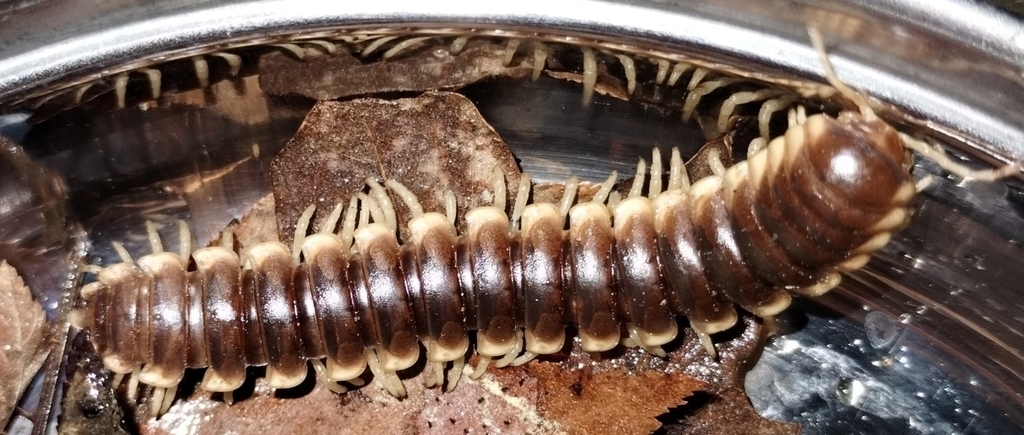 Pachydesmus denticulatus