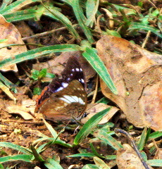 Charaxes ethalion binghami
