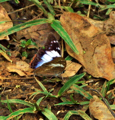 Charaxes ethalion binghami