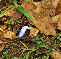 Charaxes ethalion binghami