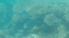 Abudefduf sexfasciatus