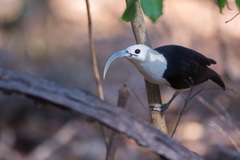 Sickle-Billed Vanga photo 1