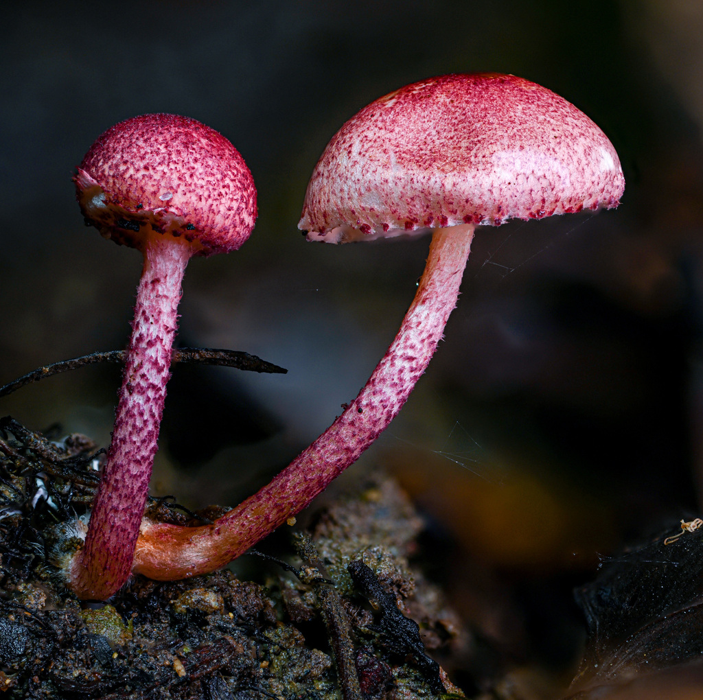 Lepiota erythrosticta · March 2023 · photo: © alan_rockefeller (iNaturalist, cc-by-sa)