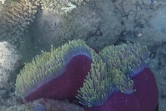 Heteractis magnifica