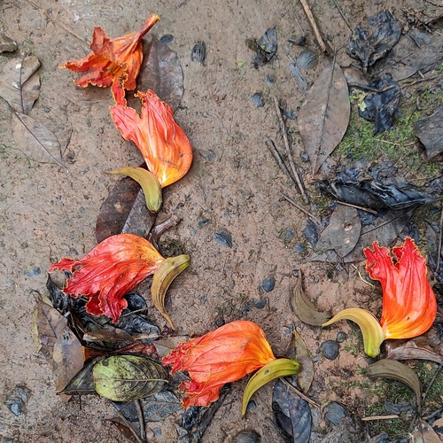 Spathodea campanulata - Whole tree