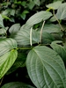 Radula - Photo (c) Abu Hamas, some rights reserved (CC BY-SA), uploaded by Abu Hamas