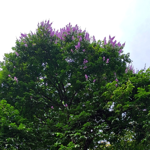 Lagerstroemia speciosa