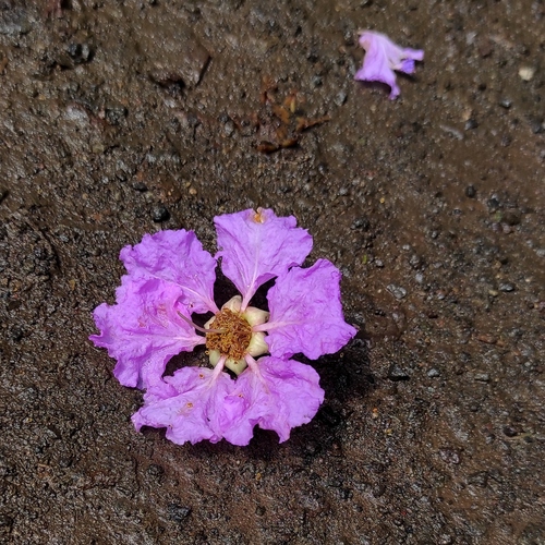 Lagerstroemia speciosa