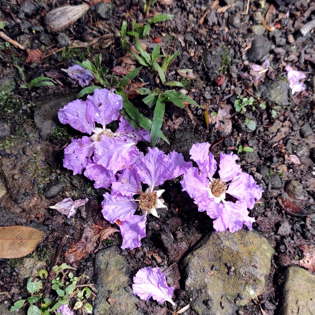 Lagerstroemia speciosa - council-listed tree