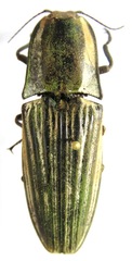 Chalcolepidius zonatus