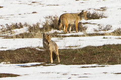 Canis latrans clepticus