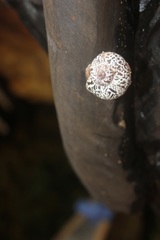 Tropidophora secunda