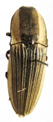 Chalcolepidius zonatus