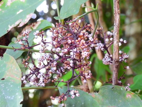 Polyscias purpurea observed 2023-03-15