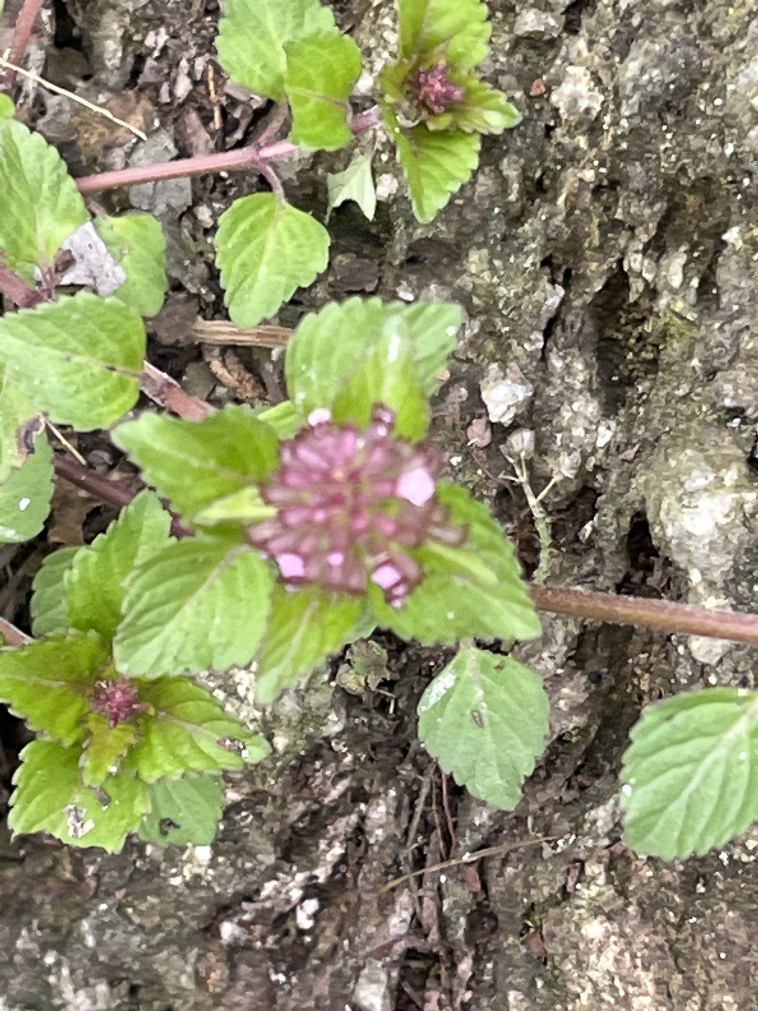 Clinopodium gracile (Clinopodium gracile)