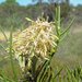 Petrophile semifurcata - Photo (c) geoffbyrne, some rights reserved (CC BY-NC)