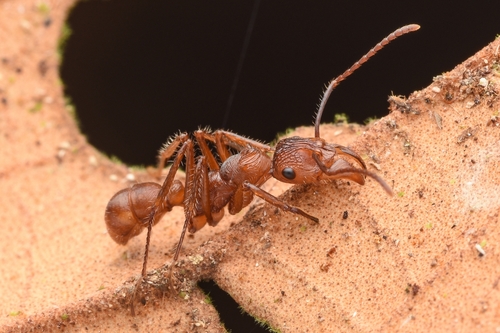 Ectatomma tuberculatum