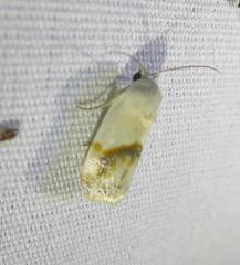 Ponometia virginalis