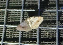 Frederickia subterminata