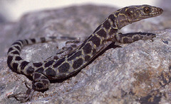 Granite Night Lizard photo 4