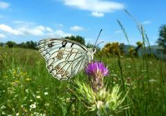 Melanargia arge