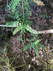 Astragalus neglectus