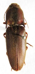 Conoderus basalis