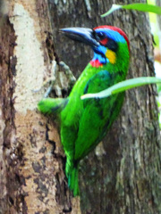 Psilopogon rafflesii