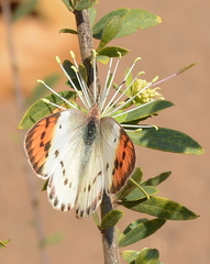 Colotis annae annae