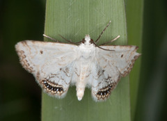 Cataclysta lemnata