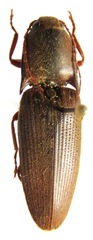 Conoderus basalis