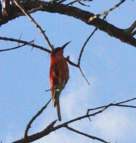 Merops nubicoides