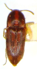 Conoderus bellus