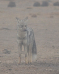 Lupulella adusta adusta
