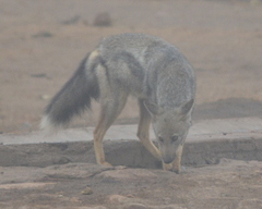 Lupulella adusta adusta