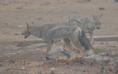 Lupulella adusta adusta