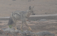 Lupulella adusta adusta