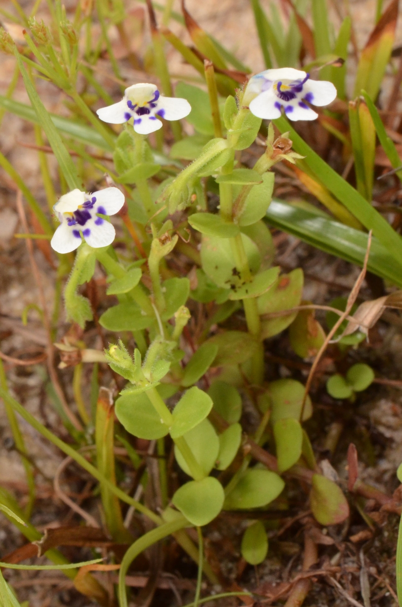 Lindernia rotundifolia (Lindernia rotundifolia)