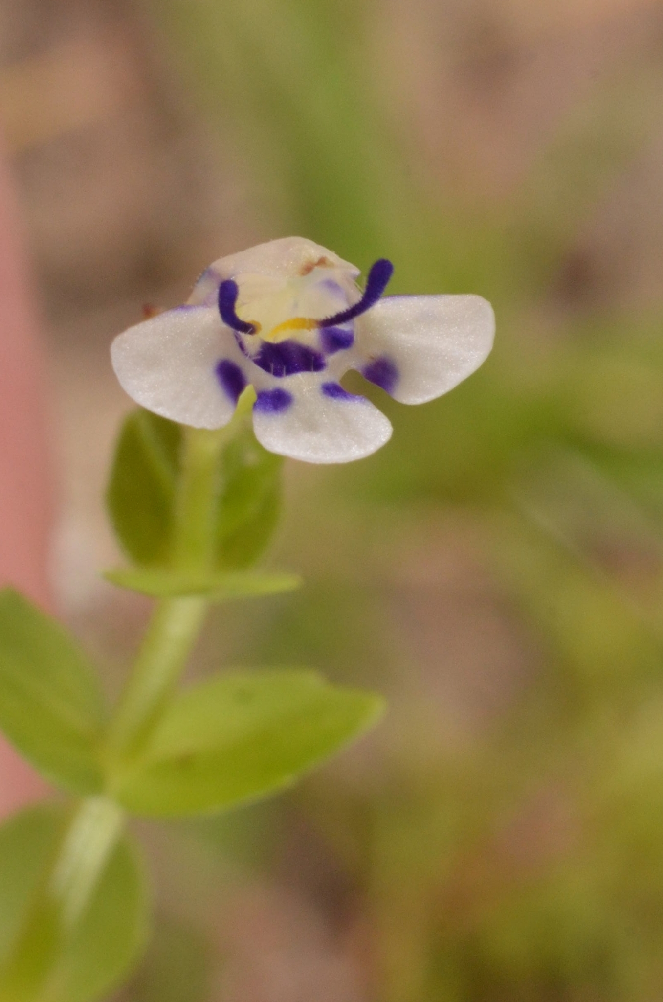 Lindernia rotundifolia — ảnh 3