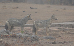 Lupulella adusta adusta