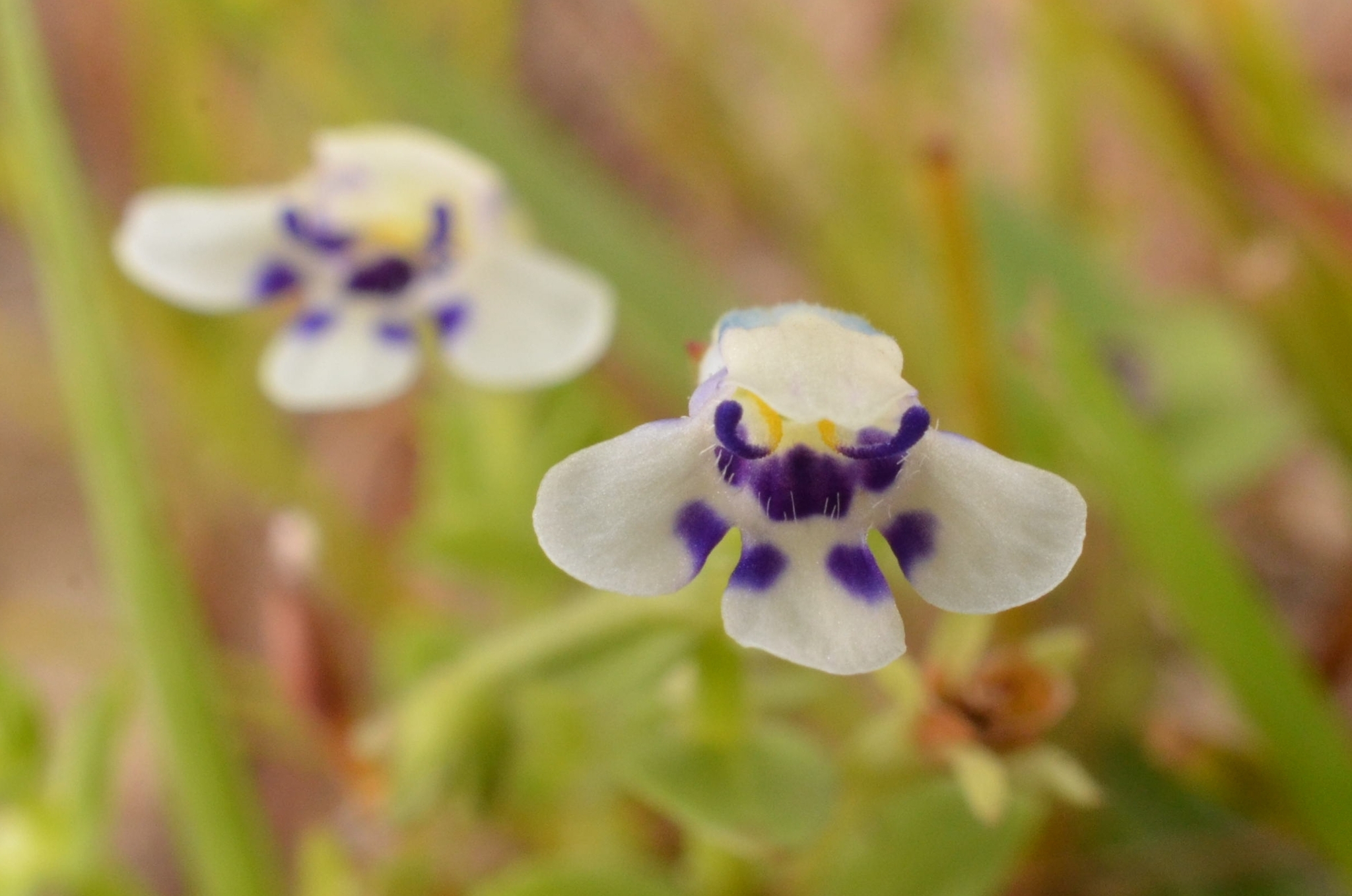 Lindernia rotundifolia — ảnh 2