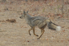 Lupulella adusta adusta