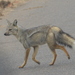 Eastern and Southern Side-striped Jackal - Photo (c) copper, some rights reserved (CC BY-NC), uploaded by copper