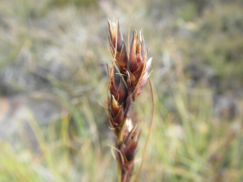 Image of Tetraria triangularis by (c) douglaseustonbrown, some rights reserved (CC BY-SA)