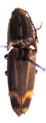 Conoderus malleatus