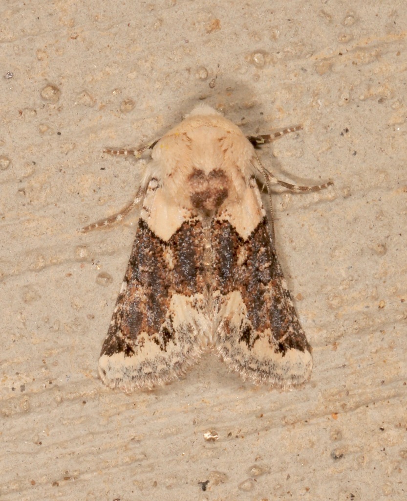 Triocnemis saporis