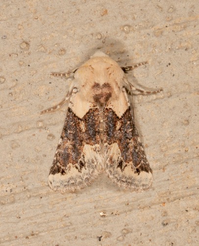 Triocnemis saporis