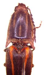 Conoderus malleatus